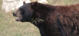 Bear charges hiker in Kananaskis Country, Report