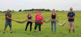 Giant python might be second-largest ever captured in Florida