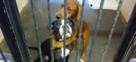 Hugging dogs find home? Viral photo saves pair from being put down