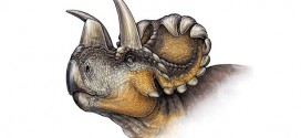 Researchers Discover a New Horned Dinosaur