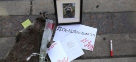 Torontonians create memorial for dead raccoon (Photo)