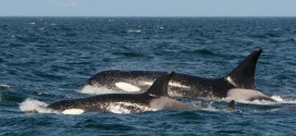 Young orca reunited with family after being separated almost two years ago, Report