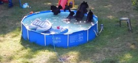 Bears cool off in New Jersey family's backyard pool (Video)