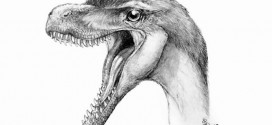 Big dino discovery in tiny teeth, Report