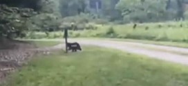 Bigfoot sighting in North Carolina : Man in US claims to have captured 'Bigfoot' on camera