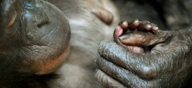 Bonobos Talk Like Babies : Bonobos use 'Peep' to communicate in Wider Variety of Situations, say scientists