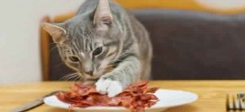 Cat Ate Bacon : Man tries to get cat arrested for eating his bacon