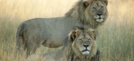 Cecil the lion's brother Jericho shot dead by poachers, Zimbabwe park officials