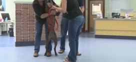 Dog Found Nine Years Later: Alabama family reunites in Colorado with dog that went missing 9 years ago