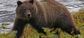 Gabrielle Markel : Woman Mauled by Grizzly Bear While Jogging