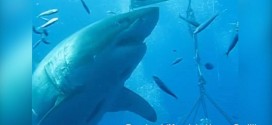 Great White Shark Deep Blue Caught On Camera (Video)