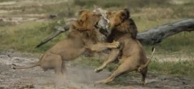 Jericho The Lion : Officials say Cecil's 'brother' killed by hunters, but researcher claims he's 'alive as far as I can tell'