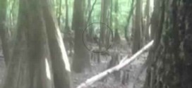 Lizard Man : Video spark new interest in 'Lizard Man' legend In South Carolina