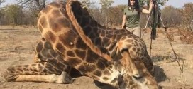 Sabrina Corgatelli : US huntress sparks fury by posting selfie with dead giraffe in South Africa