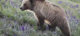 Us Hiker Found Dead in Yellowstone National Park