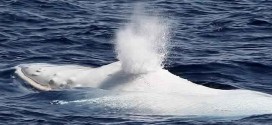 White Humpback Whale Spotted Off Australia's Gold Coast (Video)