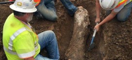 California Construction Firm Reveals Ice Age Mammoth Fossils (Photo)