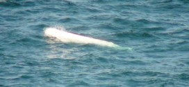 Past belugas died due to human interaction, DFO says