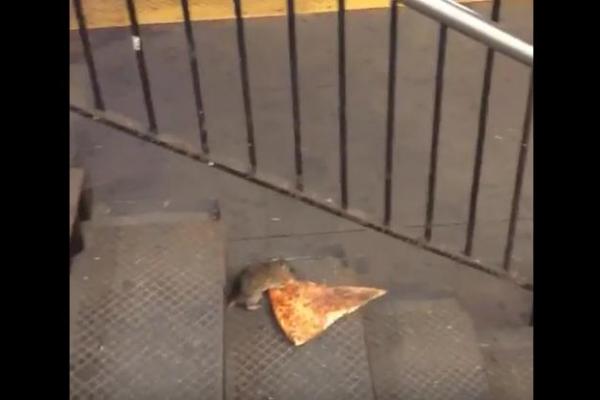 Pizza Rat Video Goes Viral Watch A Subway Rat Haul A Pizza Slice