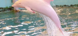 Rare Pink dolphin spotted in Louisiana waters (Video)