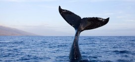 Researchers glean social insights from sperm whale dialects