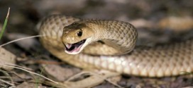 Snake bite antidote in short supply, thousands could die : MSF