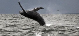 Whales return to Long Island Sound after long hiatus (Video)