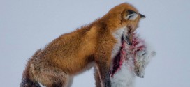 2015 Wildlife Photographer of the Year: Canadian wins with striking foxes photo (Video)