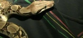 4-foot snake scares passengers on Philadelphia transit bus, Forcing Evacuation