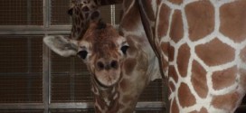 Baby giraffe dies in tragic accident at Chaffee Zoo, Report