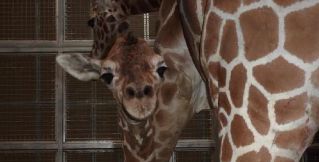 Baby giraffe dies in tragic accident at Chaffee Zoo, Report
