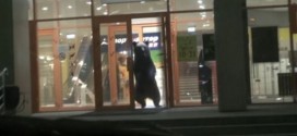 Bear Runs In and Out of Russian Mall (Video)