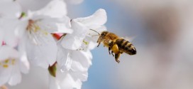 Bees get hooked on flowers' caffeine buzz, Finds Study