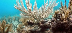 Coral bleaching hits critical point: 95pc of US reefs at risk, scientists warn