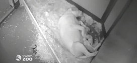 Four rare white lion cubs born at Toronto Zoo