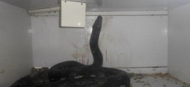 Kentucky python attacks Newport reptile shop owner