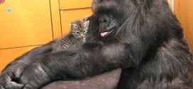 Koko the gorilla gets two new kittens (Video)