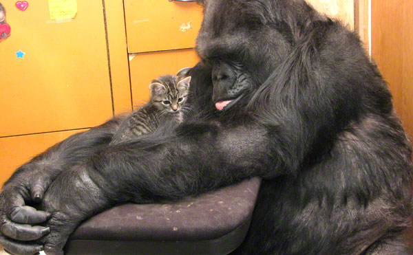 Koko The Gorilla Gets Two New Kittens Video Canada Journal News Of The World