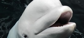 Maris the Beluga Whale Dies at Georgia Aquarium, Report