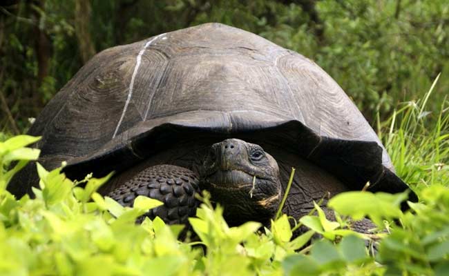 New giant tortoise species found in Galapagos Islands (Video) - Canada ...