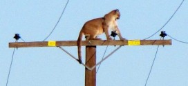 Rare Photo shows mountain lion perched atop telephone pole