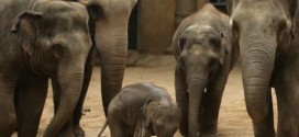 Researchers discover why elephants rarely get cancer