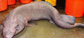 Sofa Shark Found Off The Coast of Scotland (Photo)