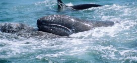 Stay away from English Bay grey whale, Warn Department of Fisheries and Oceans