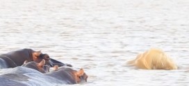 Tour guide records hippos chasing off hungry shark (Video)