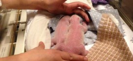 Two giant panda cubs born at Toronto Zoo