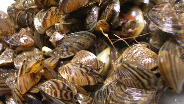 Zebra Mussels Increasing In Manitoba, Report - Canada Journal - News Of ...