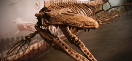 Bruce: Manitoba Mosasaur from Morden Makes It into Guinness Record Book