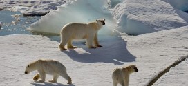 Climate change could see polar bear numbers drop, New Study