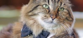 Corduroy: World's oldest cat is living the life